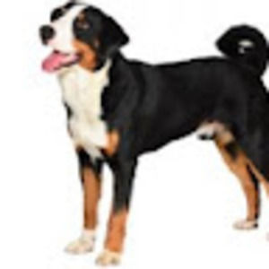 Meet your Posher, Nifty